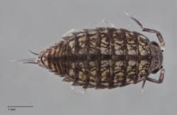 Attēlu rezultāti vaicājumam “Oniscoidea”