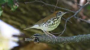 Image result for Hylocichla mustelina