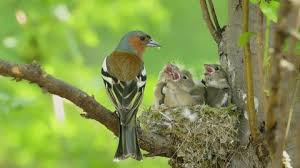 Attēlu rezultāti vaicājumam “Fringilla coelebs juvenile”