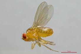 Attēlu rezultāti vaicājumam “Drosophila melanogaster”