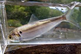 Image result for Alosa aestivalis