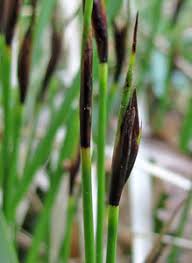 Attēlu rezultāti vaicājumam “Schoenus ferrugineus bud”
