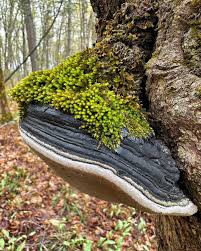 Attēlu rezultāti vaicājumam “Phellinus”