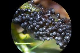 Attēlu rezultāti vaicājumam “Badhamia lilacina”