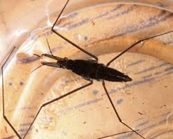 Attēlu rezultāti vaicājumam “Gerridae imago”