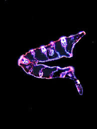 Attēlu rezultāti vaicājumam “Carex lasiocarpa leaf”