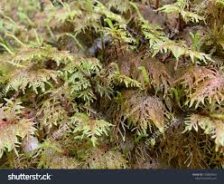 Attēlu rezultāti vaicājumam “Hylocomium splendens sporophyte”