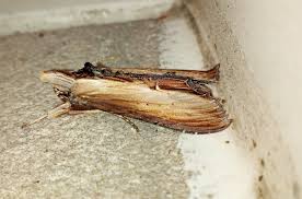 Attēlu rezultāti vaicājumam “Cucullia verbasci”