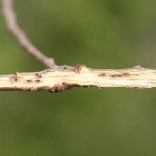Attēlu rezultāti vaicājumam “Andricus quercuscorticis”