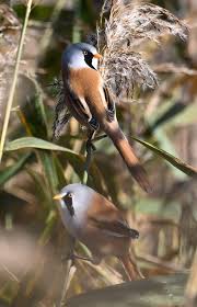 Attēlu rezultāti vaicājumam “Panurus biarmicus male”