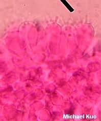 Attēlu rezultāti vaicājumam “Mycena filopes”