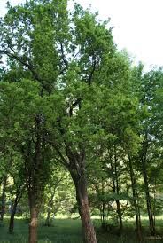 Attēlu rezultāti vaicājumam “Quercus robur Fastigiata leaf”