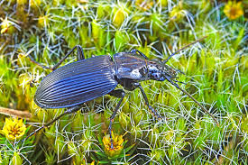Attēlu rezultāti vaicājumam “Pterostichus niger”