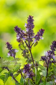 Attēlu rezultāti vaicājumam “Ocimum basilicum flower”