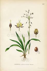 Attēlu rezultāti vaicājumam “Luzula pilosa”