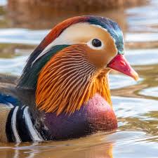 Attēlu rezultāti vaicājumam “Aix galericulata”