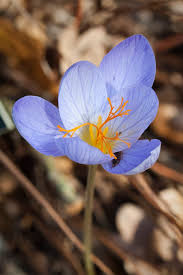 Attēlu rezultāti vaicājumam “Crocus speciosus”