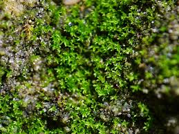 Attēlu rezultāti vaicājumam “Gymnostomum calcareum macro”