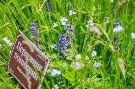Attēlu rezultāti vaicājumam “Melica nutans flower”