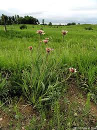 Image result for Echinacea angustifolia