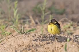 Image result for Emberiza aureola
