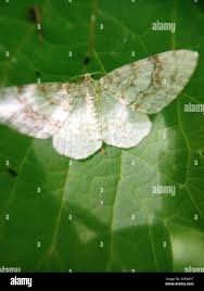 Attēlu rezultāti vaicājumam “Hydrelia sylvata”