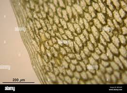 Attēlu rezultāti vaicājumam “Bryum schleicheri”