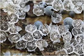 Attēlu rezultāti vaicājumam “Badhamia nitens macro”