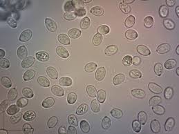 Attēlu rezultāti vaicājumam “Leucogyrophana sororia”