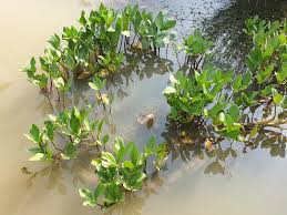 Attēlu rezultāti vaicājumam “Menyanthes trifoliata leaf”