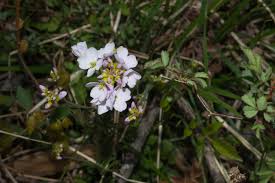 Attēlu rezultāti vaicājumam “Cardamine pratensis flower”