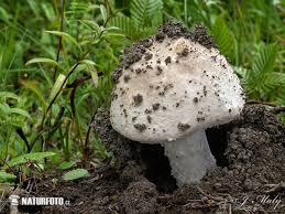 Attēlu rezultāti vaicājumam “Amanita strobiliformis”