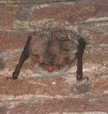 Attēlu rezultāti vaicājumam “Myotis nattereri”