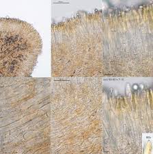 Attēlu rezultāti vaicājumam “Heyderia pusilla”