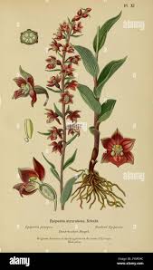 Attēlu rezultāti vaicājumam “Epipactis atrorubens leaf”