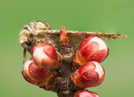 Attēlu rezultāti vaicājumam “Biston strataria”
