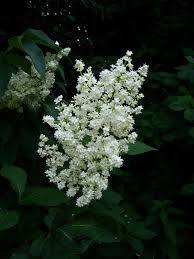 Attēlu rezultāti vaicājumam “Syringa reticulata subsp. amurensis”
