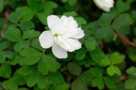 Attēlu rezultāti vaicājumam “Oxalidaceae”