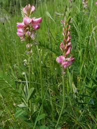 Attēlu rezultāti vaicājumam “Onobrychis arenaria fruit”