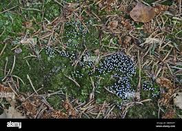 Attēlu rezultāti vaicājumam “Didymium nigripes”