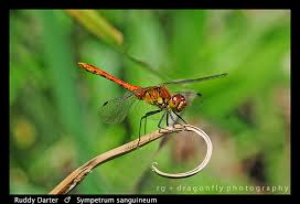 Attēlu rezultāti vaicājumam “Sympetrum sanguineum”