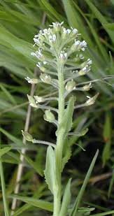 Attēlu rezultāti vaicājumam “Lepidium densiflorum flower”