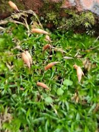 Attēlu rezultāti vaicājumam “Sagina procumbens leaf”