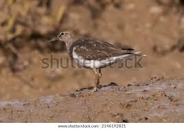 Attēlu rezultāti vaicājumam “Actitis hypoleucos adult”