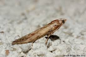 Attēlu rezultāti vaicājumam “Aphomia sociella female”