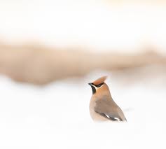 Attēlu rezultāti vaicājumam “Bombycilla garrulus”