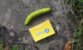 Attēlu rezultāti vaicājumam “Sphinx ligustri larva”