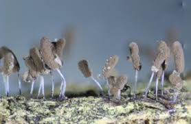 Attēlu rezultāti vaicājumam “Symphytocarpus flaccidus spores”