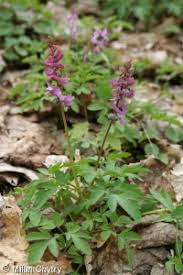 Attēlu rezultāti vaicājumam “Corydalis cava fruit”