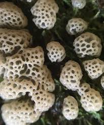 Attēlu rezultāti vaicājumam “Ceratiomyxa fruticulosa spores”